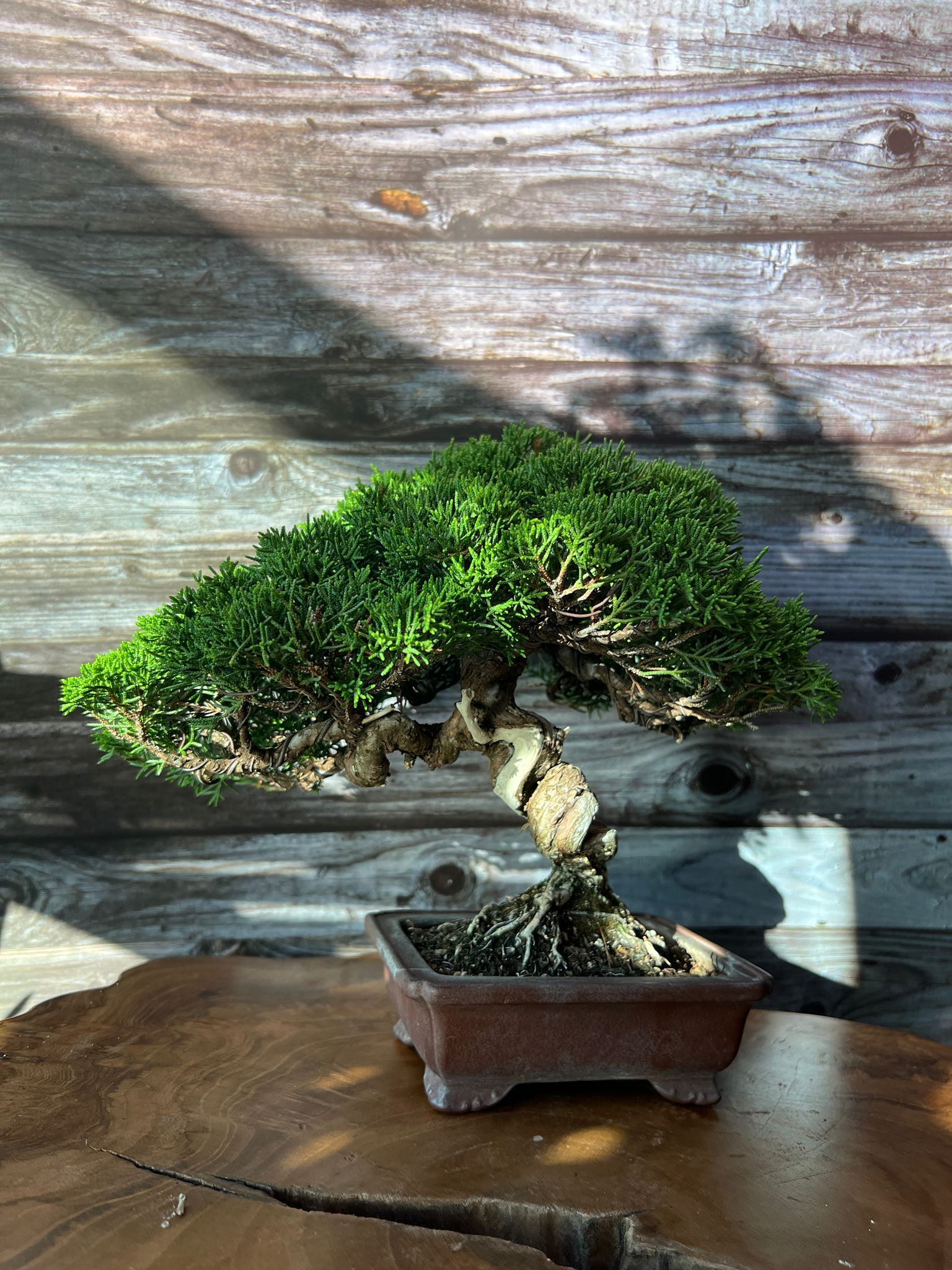 Why are more and more Hong Kong people falling in love with Japanese b –  BONSAI PLAN+T