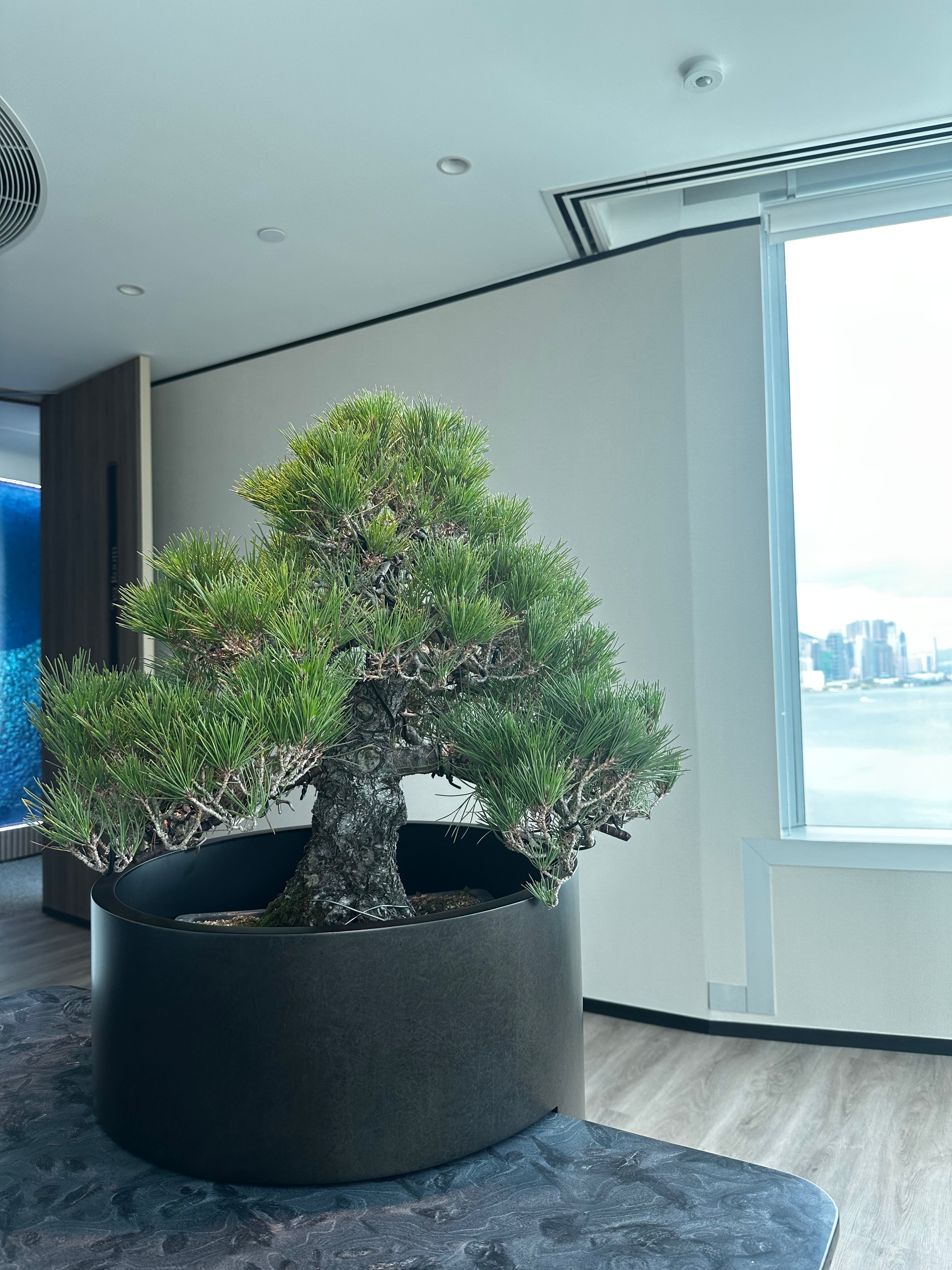 BONSAI PLAN+T 香港網上日本盆景專門店預購日本黑松盆栽