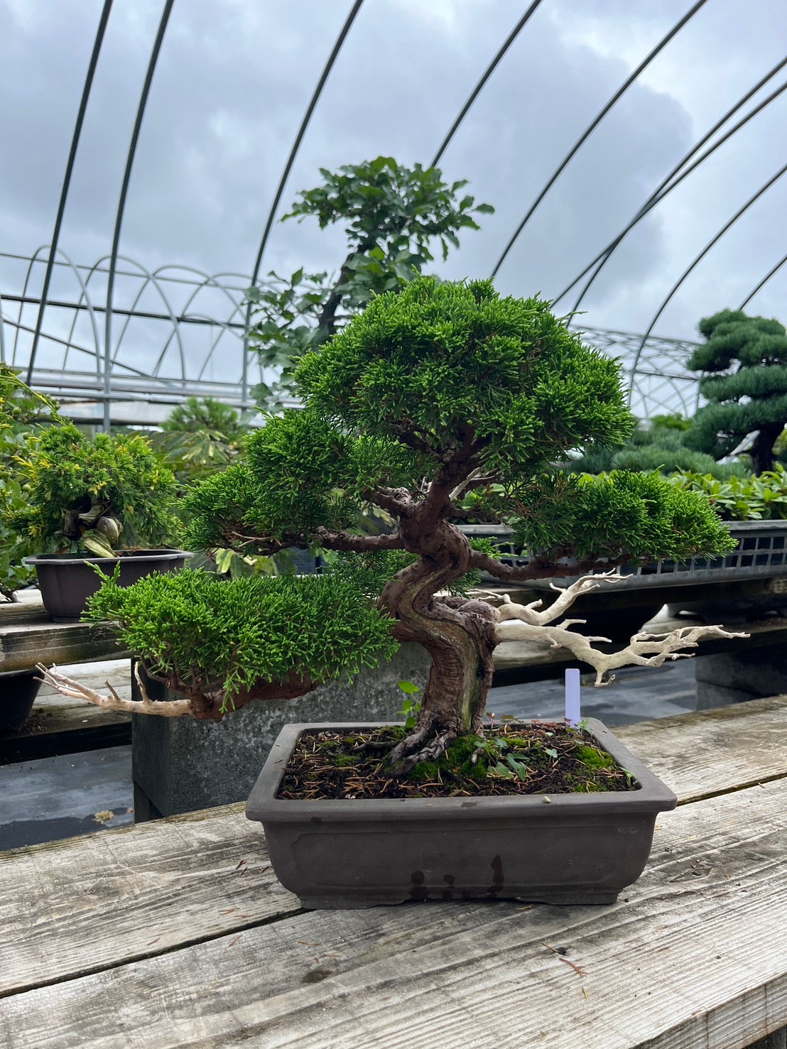 香港網上日本盆景專門店BONSAI PLAN+T預購日本真柏盆栽