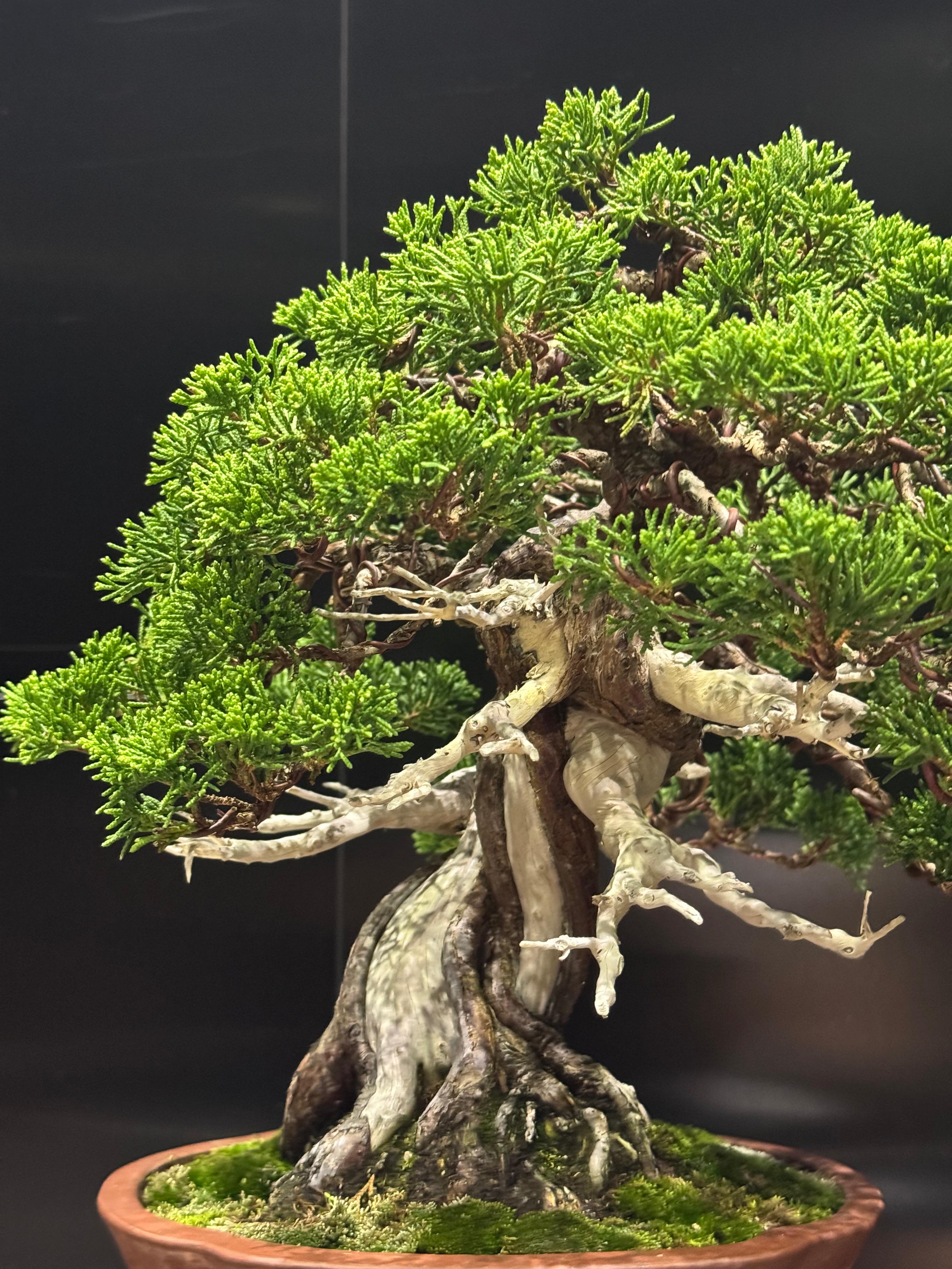 香港網上日本盆景專門店BONSAI PLAN+T 現貨日本真柏盆栽