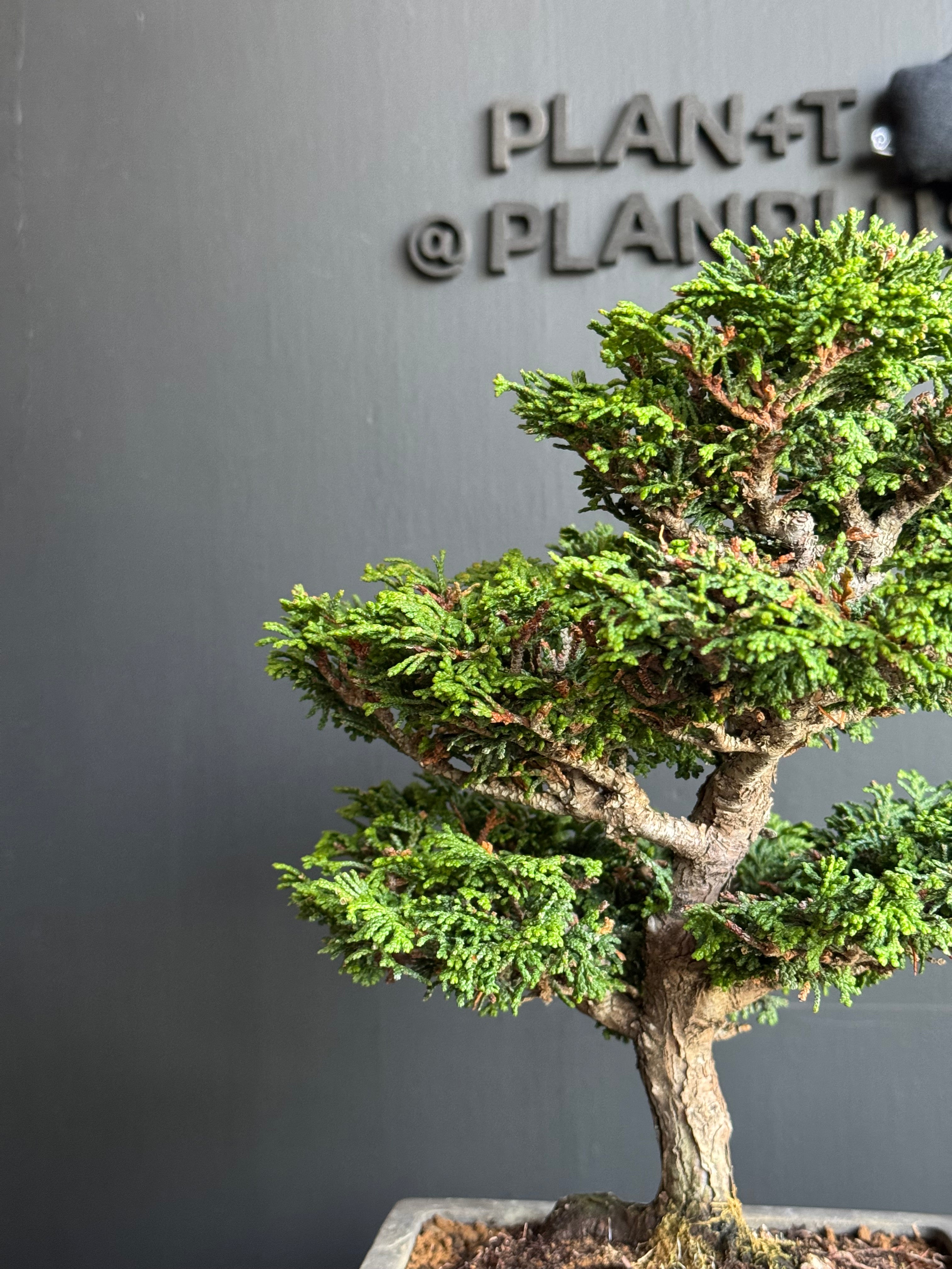 梵*丸様 石化檜 日本🇯🇵丸鉢石化檜｜Japanese Sekka Hinoki Cypress