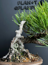 將圖片載入圖庫檢視器 日本🇯🇵黑松 Black Pine (附上影片)