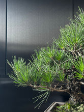 將圖片載入圖庫檢視器 日本🇯🇵黑松 Black Pine (附上影片)
