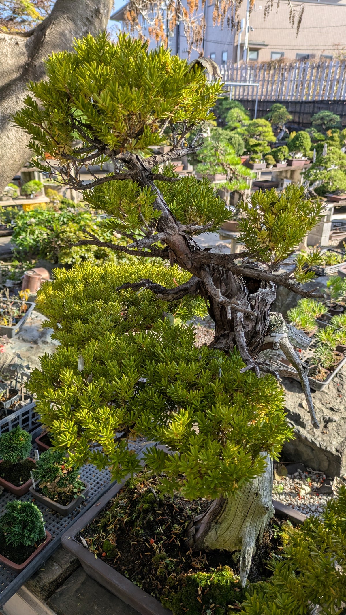 預購日本🇯🇵一位 Taxus Cuspidata (附上影片)