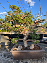 Load images into the gallery viewer Pre-order Japan🇯🇵Japanese Itoigawa Shimpaku (with video)