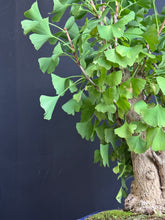 將圖片載入圖庫檢視器 日本🇯🇵銀杏Ginkgo Biloba (附上影片)