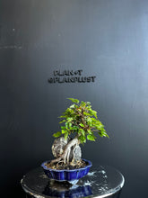 將圖片載入圖庫檢視器 日本🇯🇵附石 宮様楓Miyasama Kaede 已落葉 (附上影片)