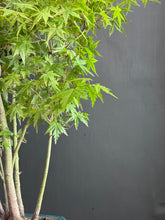 Load images into the gallery viewer Japan🇯🇵Momiji Acer Palmatum (with video attached)