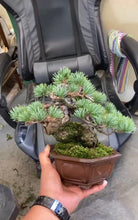 Load an image into the library viewer 預購日本🇯🇵太幹五葉松 Yamadori Japanese White Pine (附上影片)