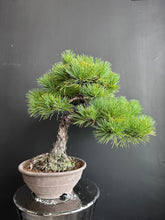 將圖片載入圖庫檢視器 日本🇯🇵五葉松 Japanese White Pine (附上影片)