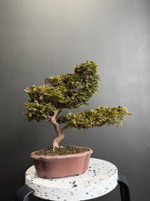 將圖片載入圖庫檢視器 日本🇯🇵津山檜Hinoki Chamaecyparis Obtusa ヒノキ (附上影片)