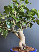 將圖片載入圖庫檢視器 日本🇯🇵山茶花 茶梅 岀雲大社Camellia Sasanqua (附上影片)