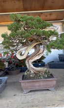 將圖片載入圖庫檢視器 預購日本🇯🇵糸魚川真柏 Japanese Itoigawa Shimpaku (附上影片)