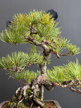 將圖片載入圖庫檢視器 日本🇯🇵五葉松 Japanese White Pine (附上影片)