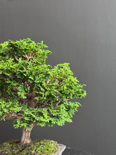 將圖片載入圖庫檢視器 日本🇯🇵津山檜Chamaecyparis obtusa (附上影片)