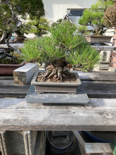 將圖片載入圖庫檢視器 預購日本🇯🇵貴風size黑松 Black Pine (附上影片)