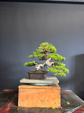 Load images into the gallery viewer Pre-order Japan🇯🇵Japanese Itoigawa Shimpaku (with video)