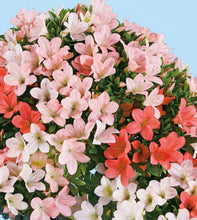 將圖片載入圖庫檢視器 日本🇯🇵皐月杜鵑 日光 Satsuki Azalea Rhododendron