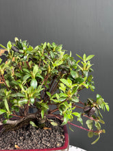 將圖片載入圖庫檢視器 日本🇯🇵皐月杜鵑 絹の舞Satsuki Azalea Rhododendron (附上影片)