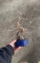 將圖片載入圖庫檢視器 預購日本🇯🇵🌸十月櫻🌸 Autumnalis Cherry Blossom (附上影片)