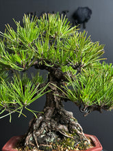 將圖片載入圖庫檢視器 日本🇯🇵黑松 Black Pine (附上影片)