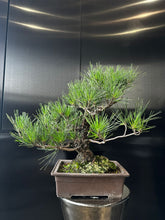 將圖片載入圖庫檢視器 日本🇯🇵黑松 Black Pine (附上影片)