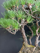 將圖片載入圖庫檢視器 日本🇯🇵黑松 Japanese Black Pine (附上影片)