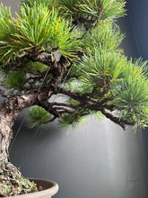 將圖片載入圖庫檢視器 日本🇯🇵五葉松 Japanese White Pine (附上影片)