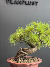Load images into the gallery viewer Japan🇯🇵Japanese White Pine (with video)