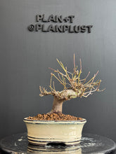 將圖片載入圖庫檢視器 日本🇯🇵もみじ紅葉 桂 Acer Palmatum (附上影片)