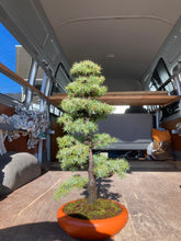 將圖片載入圖庫檢視器 預購日本🇯🇵八房杉 密林之相 Cryptomeria japonica (附上影片)