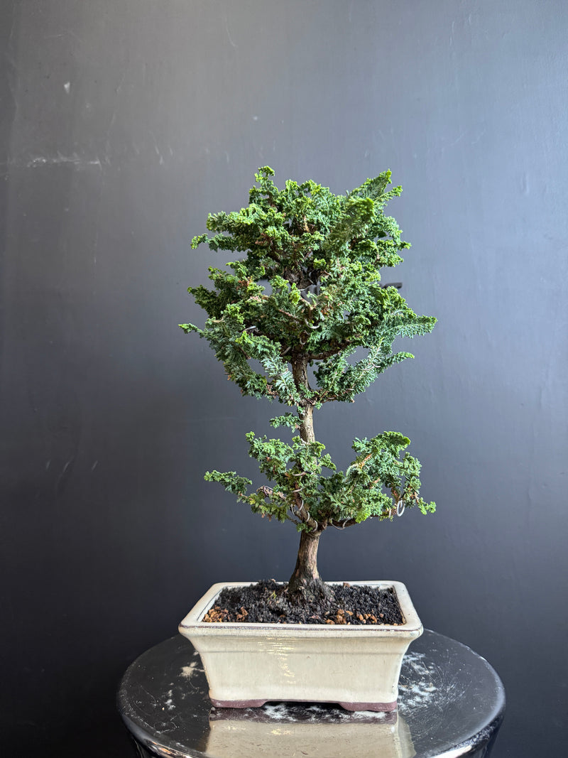 日本🇯🇵石化檜Sekka Hinoki Cypress セッカヒノキ (附上影片)