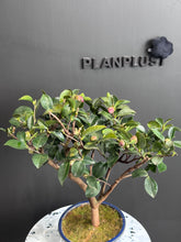 將圖片載入圖庫檢視器 日本🇯🇵山茶花 茶梅 Camellia Sasanqua (附上影片)