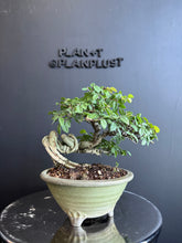 將圖片載入圖庫檢視器 日本🇯🇵榆欅Zelkova Serrata (附上影片)