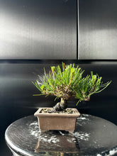 將圖片載入圖庫檢視器 日本🇯🇵黑松 Black Pine (附上影片)