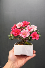 將圖片載入圖庫檢視器 2026年 預購4月到港 日本🇯🇵皐月ツツキ杜鵑 Satsuki azalea Rhododendron 唐獅子牡丹/紅牡丹/絹の舞