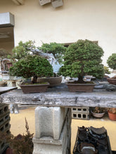 Load images into the gallery viewer Pre-order Japan🇯🇵Hinoki Chamaecyparis Obtusa ヒノキ(video attached)