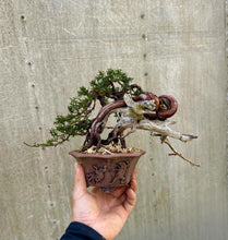 Load images into the gallery viewer Pre-order Japan🇯🇵Japanese Itoigawa Shimpaku (with video)