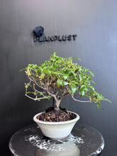 Load images into the gallery viewer Japan🇯🇵Satsuki Azalea Rhododendron (with video)