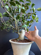 將圖片載入圖庫檢視器 日本🇯🇵山茶花 茶梅 岀雲大社Camellia Sasanqua (附上影片)