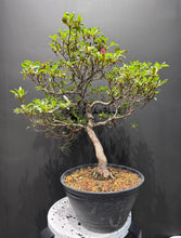 將圖片載入圖庫檢視器 日本🇯🇵皐月杜鵑 日光 Satsuki Azalea Rhododendron