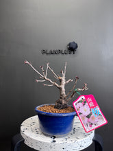 將圖片載入圖庫檢視器 日本🇯🇵 南殿桜なんでんざくらNanden Sakura (附上影片)