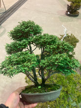 將圖片載入圖庫檢視器 日本🇯🇵 椹檜 Sawara Cypress Chamaecyparis pisifera (附上影片)