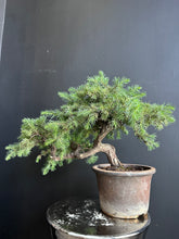 將圖片載入圖庫檢視器 日本🇯🇵杜松Juniperus Rigida (附上影片)