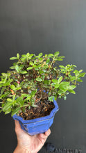 Load images into the gallery viewer Japan🇯🇵Satsuki Azalea Rhododendron (with video)