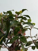 將圖片載入圖庫檢視器 日本🇯🇵山茶花 茶梅 岀雲大社Camellia Sasanqua (附上影片)