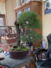Load images into the gallery viewer 預購日本🇯🇵山採 黑松 Yamadori Black Pine (附上影片)