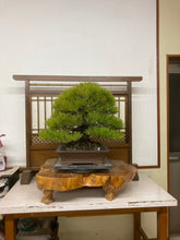 將圖片載入圖庫檢視器 日本🇯🇵太幹黑松 Black Pine (附上影片)