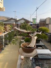 將圖片載入圖庫檢視器 預購日本🇯🇵糸魚川真柏 Japanese Itoigawa Shimpaku (附上影片)