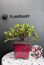 將圖片載入圖庫檢視器 日本🇯🇵皐月杜鵑 絹の舞Satsuki Azalea Rhododendron (附上影片)